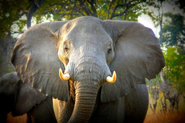 Okavango delta elephant