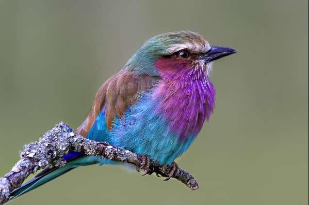 Lilac breasted roller Masai Mara birdlife