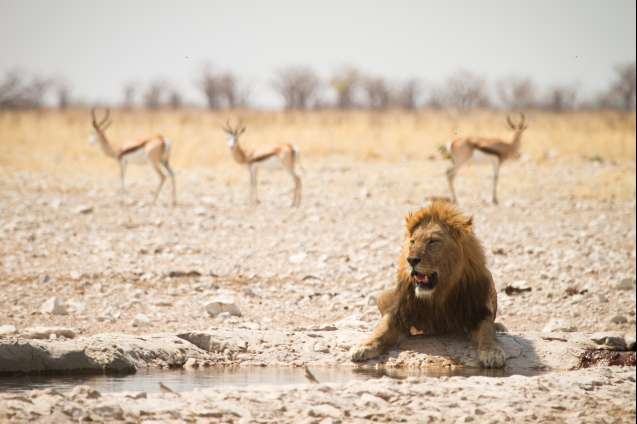 Etosha waterole safari lion