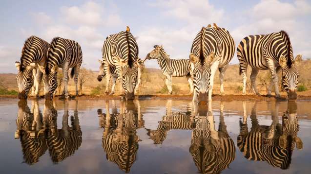 Etosha waterhole zebra