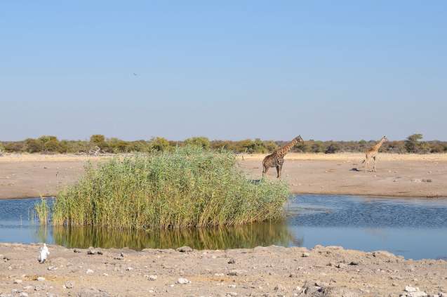 Chudop waterhole etosha national park