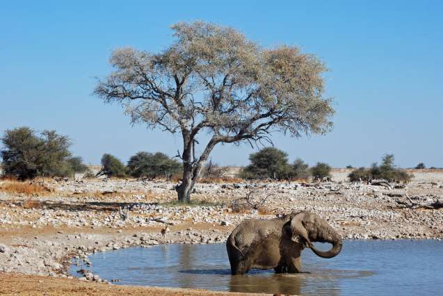 Etosha elephant at okaukuejo