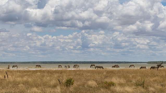 Etosha pan with a herd of zebras near namutoni camp