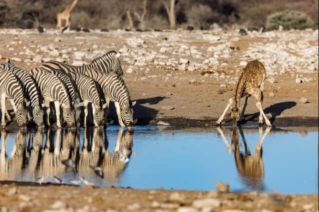 Klein Namutoni waterhole etosha