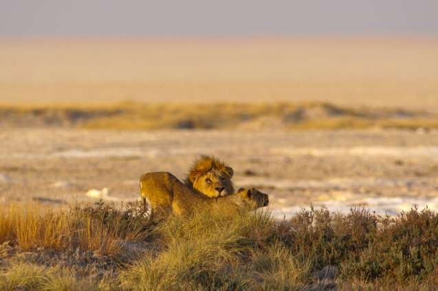 Lions at Okondeka waterhole