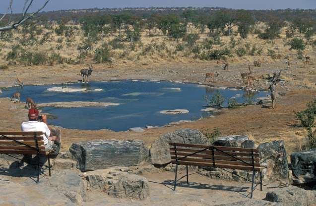 Moringa near halali waterhole etosha
