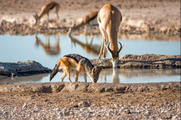 Nebrownii waterhole etosha