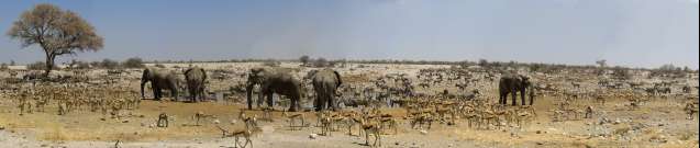 Okaukuejo, Etosha pan national park