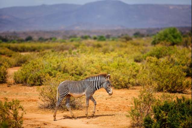 Grevys zebra Samburu Kenya