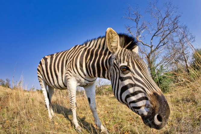 Mountain zebra vs Plains zebra