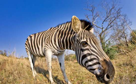 Mountain zebra vs Plains zebra
