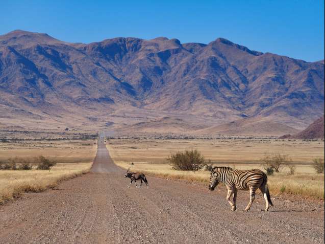 Hartmann's mountain zebra Namibia