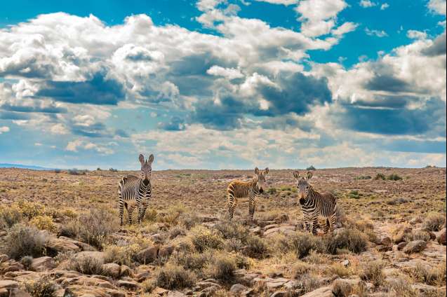 Mountain Zebra Karoo South Africa