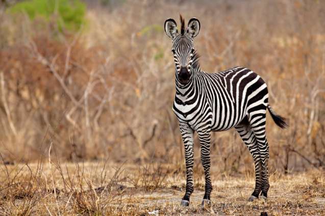 Plains zebra safari