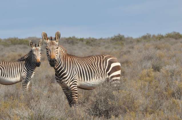 Cape mountain zebra safari near Cape Town