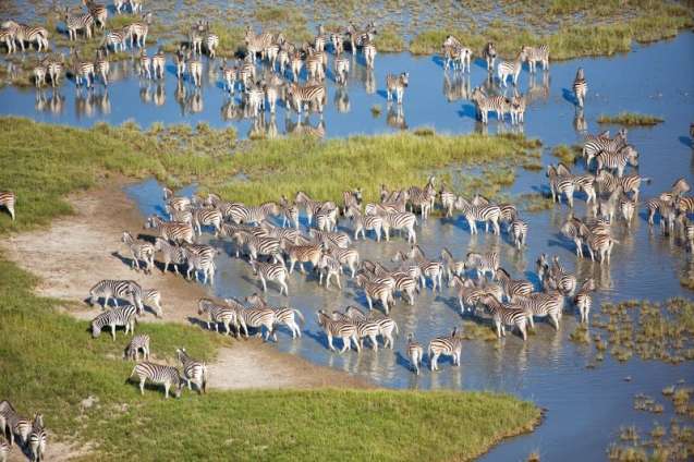 Plains zebra migration Botswana