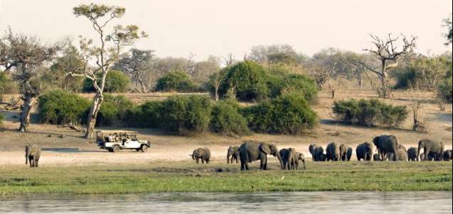 August Chobe elephant safari