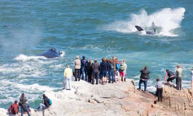 Cape Whale Route