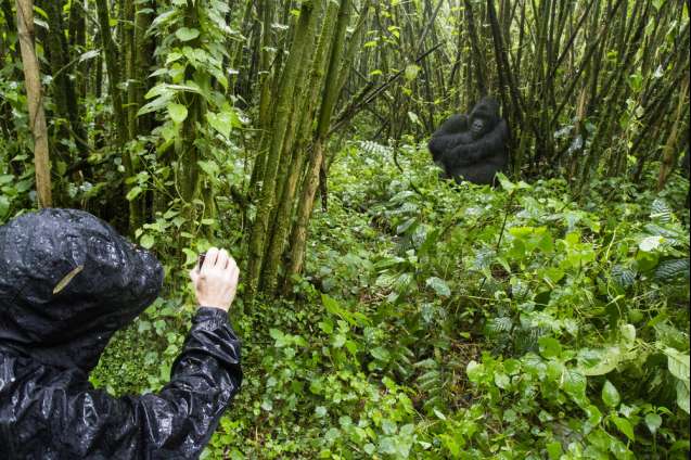 March rains are good for gorilla trekking