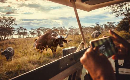 African Wildlife Calendar: Month-by-Month Safari Guide for 2026