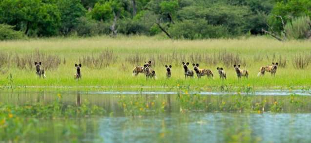 African wild dogs botswana