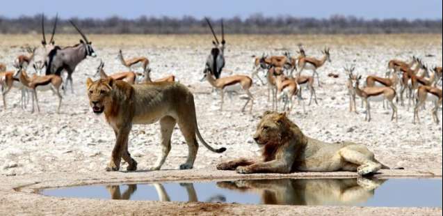 May Namibia safari to Etosha waterholes