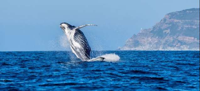 October whale season in Sout Africa