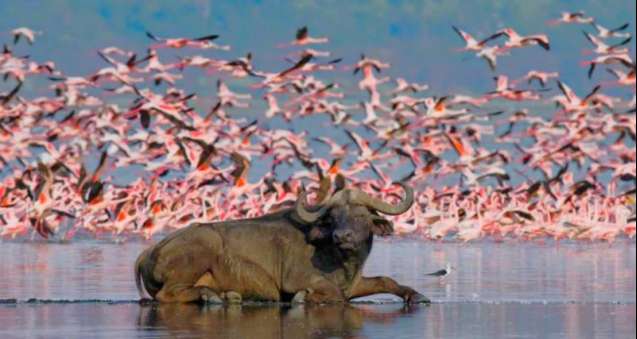 Lake nakuru flamingos
