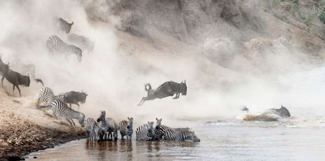 July Great Migration river crossing Masai Mara