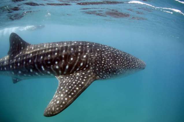 November is good for whale sharks in Mozambique