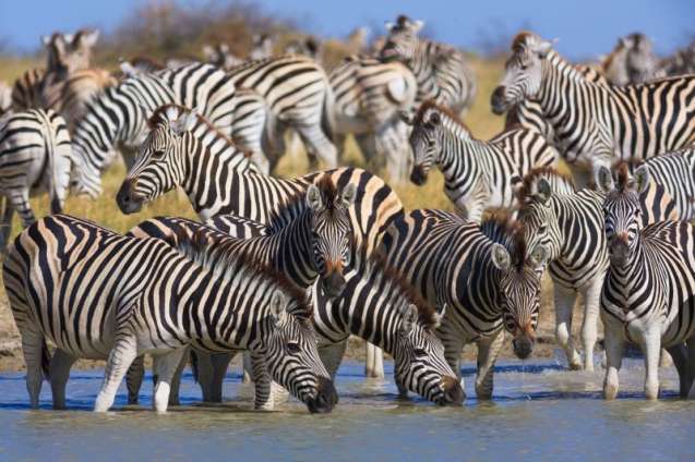 Zebra migration Botswana