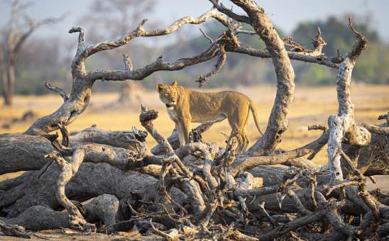 Underrated African Safari Destinations for 2026 (Fewer Crowds, Better Value)