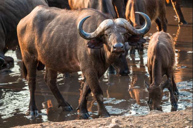 Majete big 5 safari