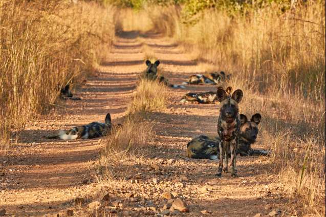 African wild dogs in kafue national park zambia