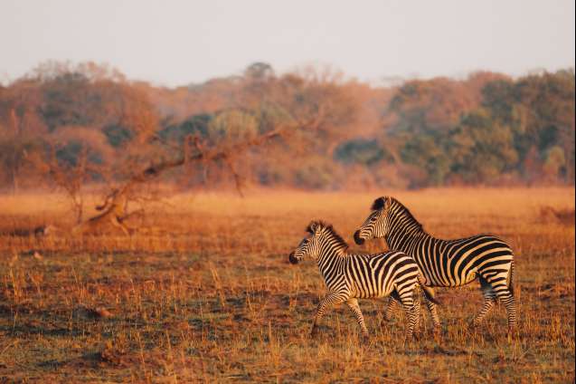 Kafue zambia