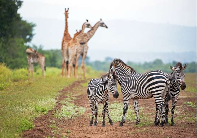Majete safari malawi