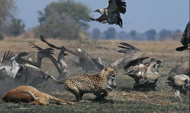 Wildlife kafue
