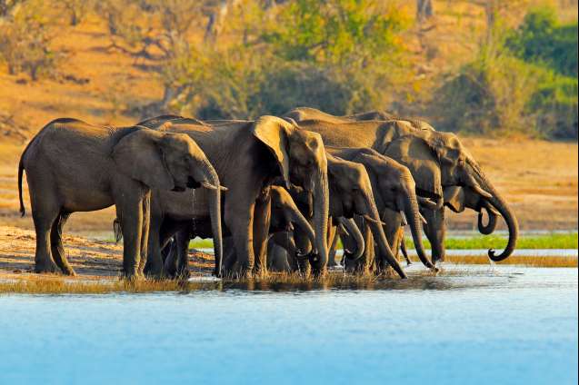 Chobe elephants drinking at the river