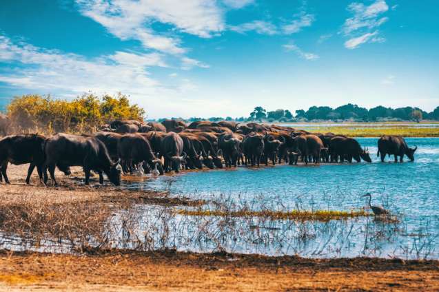 Chobe national park, big 5 buffalo herds botswana
