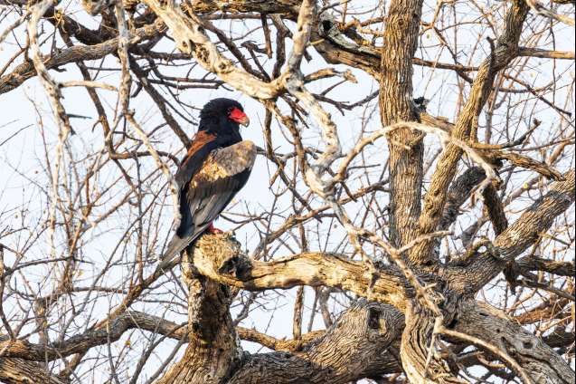 Exceptiona Cobe birdlife batteleur