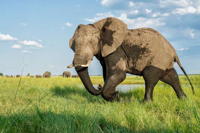 Chobe river safari elephant encounter