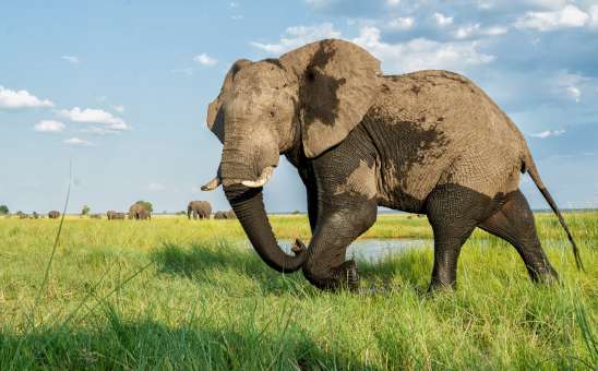 Chobe National Park FAQ Guide