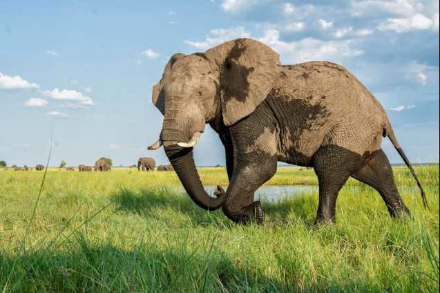 Chobe river safari elephant encounter