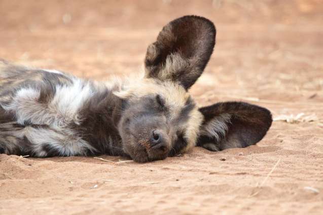 Wild dog pup in chobe