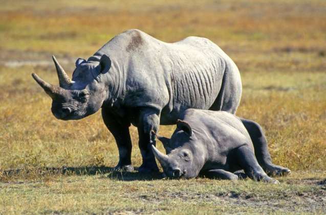 Big 5 black rhinos, Ngorongoro Crater
