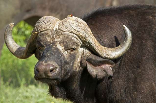Big five safari in Timbavati South Africa