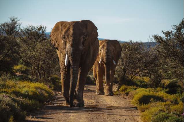 Inverdoorn Big 5 safari near Cape Town