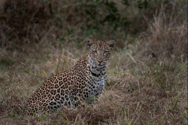 Leopard Hluhluwe Imfolozi Big 5