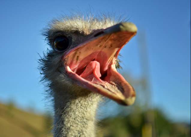 Ostrich Garden Route South Africa