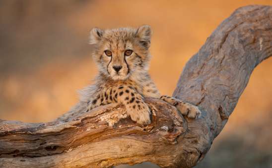 How to Budget for a South Africa Safari in 2026: Save Without Sacrificing Experience